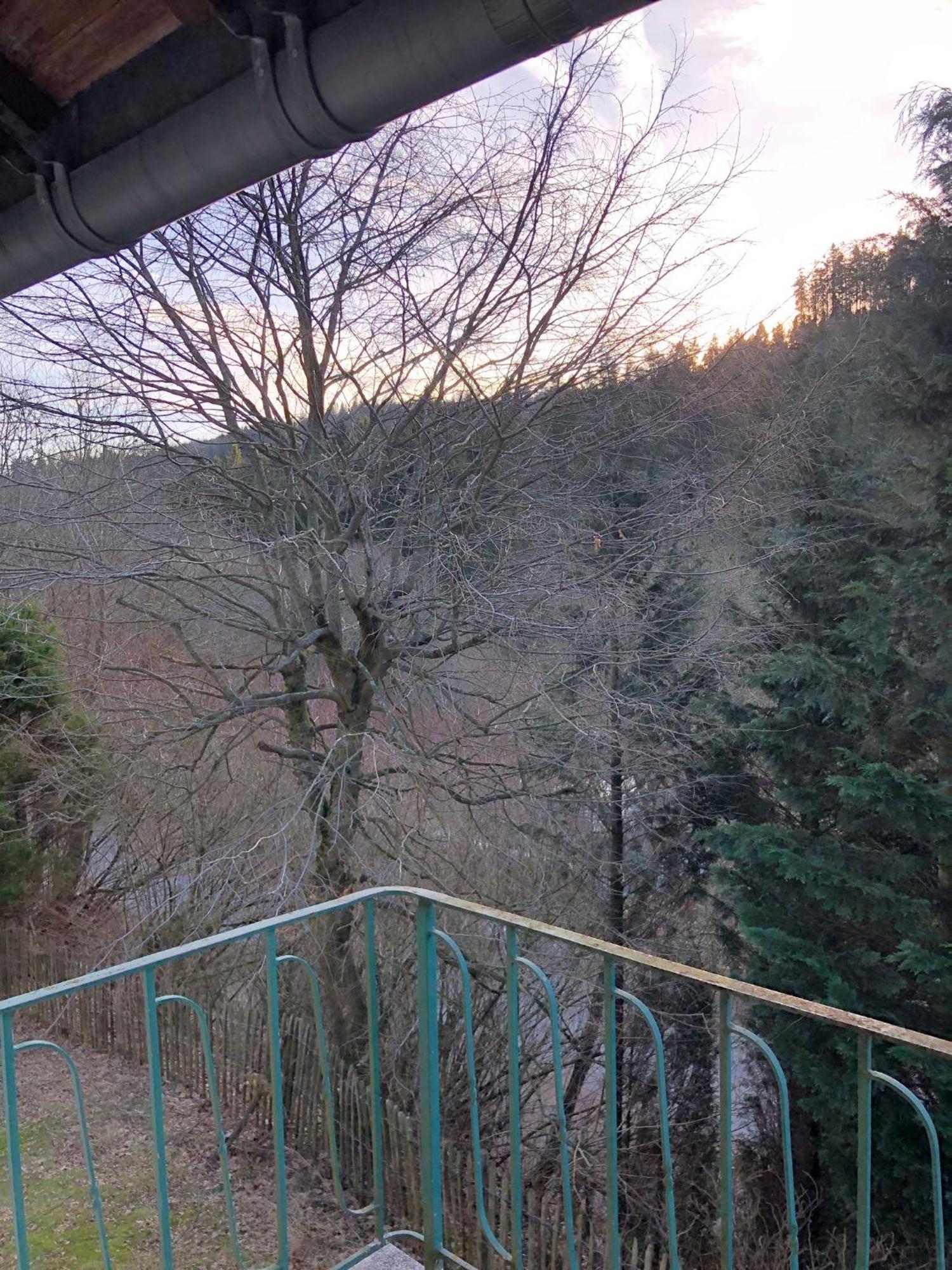 Wald Idyllika